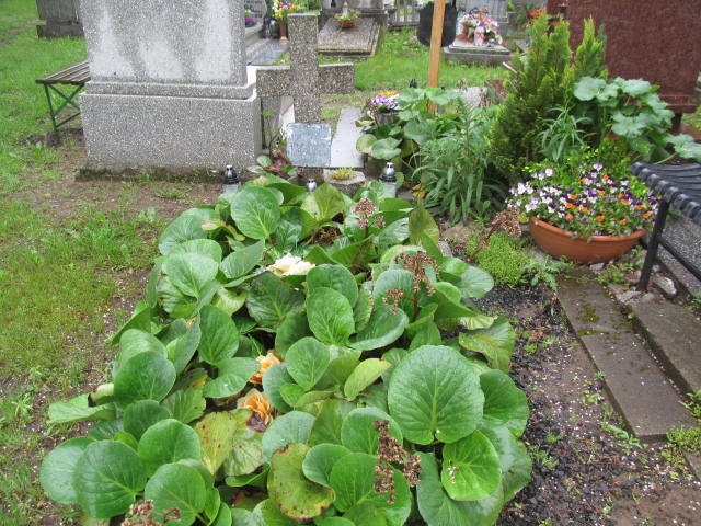 Grób Marianna Bogusz